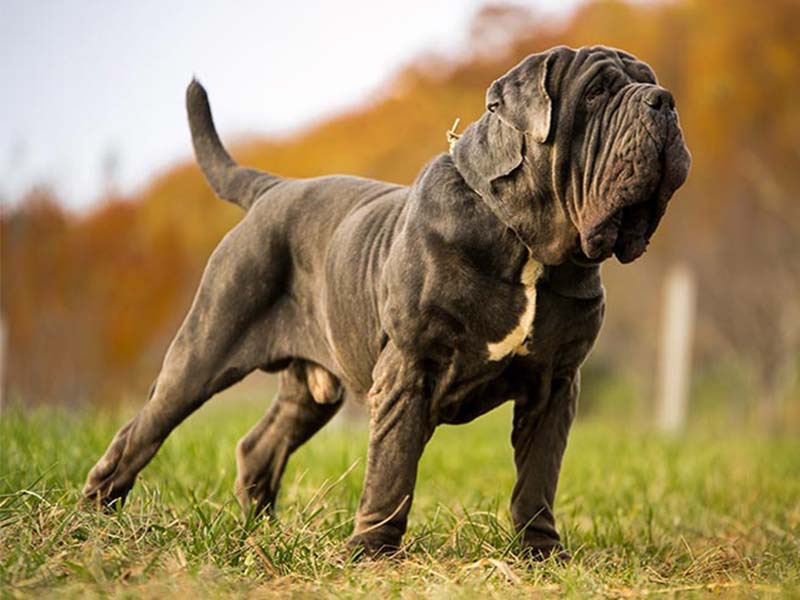 Everything You Wanted To Know About Neapolitan Mastiff